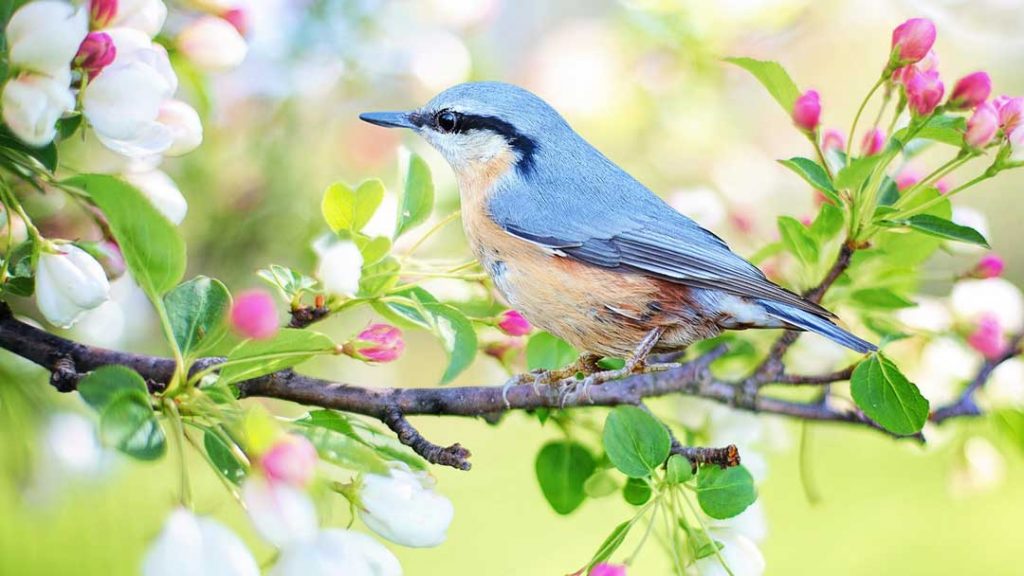 Spring bird
